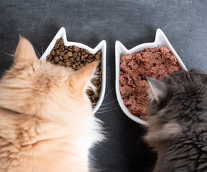 Katzenfutter-Test: Diese 3 Produkte sind nahrhaft & günstig