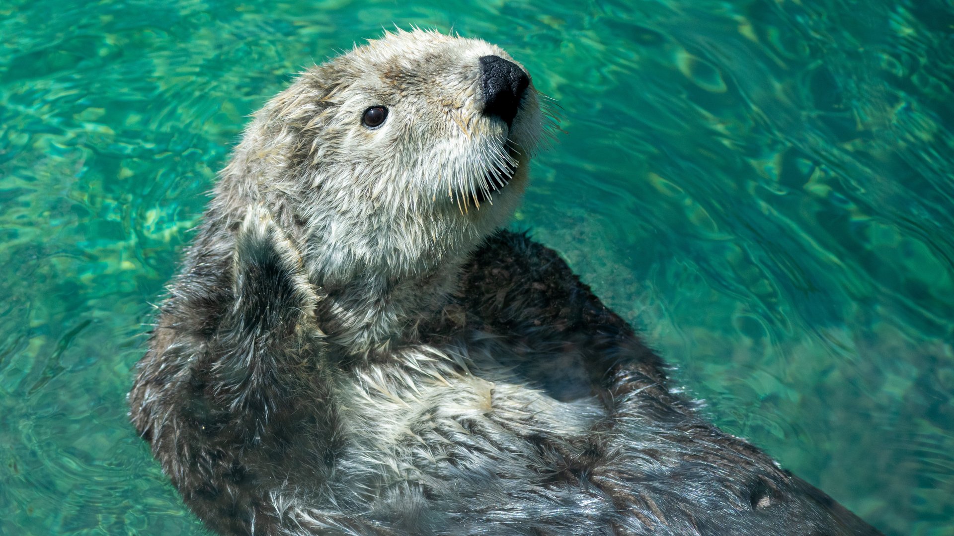 Otter Als Haustier In Deutschland Otter als Haustier: Ist es erlaubt, ihn zu halten?