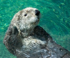 Otter als Haustier: Ist es erlaubt, ihn zu halten?