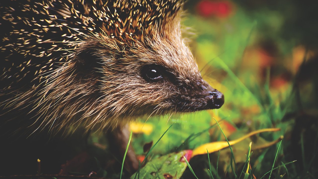 Igel sind scheu und zeitgleich neugierig. 