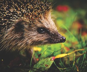 Können Igel schwimmen? Das musst du wissen!