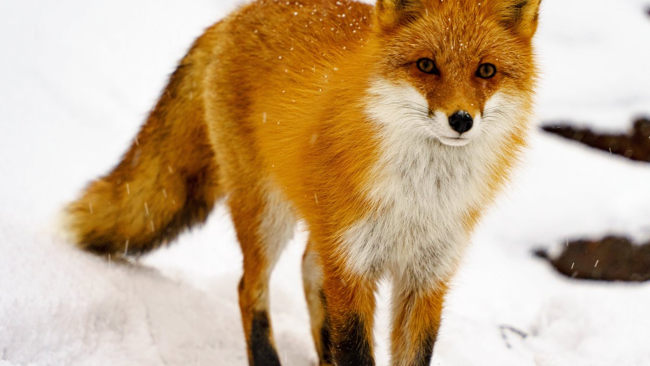 Der Fuchs hinterlässt seine Abdrücke im Schnee. Bricht er in den Winterschlaf auf oder trickst er die Kälte aus?