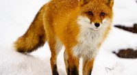 Frostig und hungrig? Wie leben Füchse im Winter?