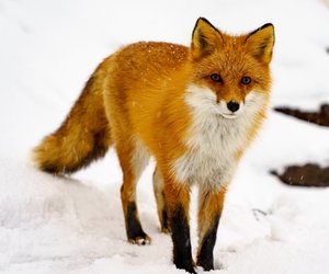 Frostig und hungrig? Wie leben Füchse im Winter?