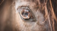 Wie sehen Pferde ihre Umgebung? Wir erklären es dir