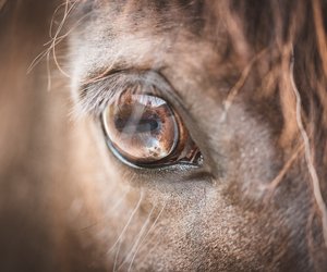 Wie sehen Pferde ihre Umgebung? Wir erklären es dir