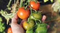 Mit diesem genialem Trick pflanzt du Tomatenpflanzen nachhaltig an