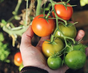 Mit diesem einfachen Geheimtrick baust du Tomatenpflanzen nachhaltig an