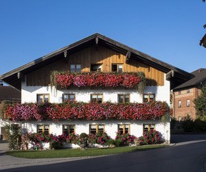 Blüten den ganzen Sommer lang: Diese Balkonblume wird euer Sommerliebling