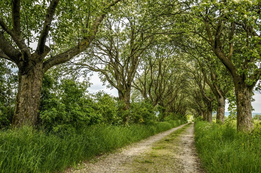 Blick in die Mehlbeerallee in Thüringen