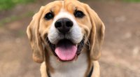 Dürfen Hunde Zimt essen? Die Menge ist entscheidend