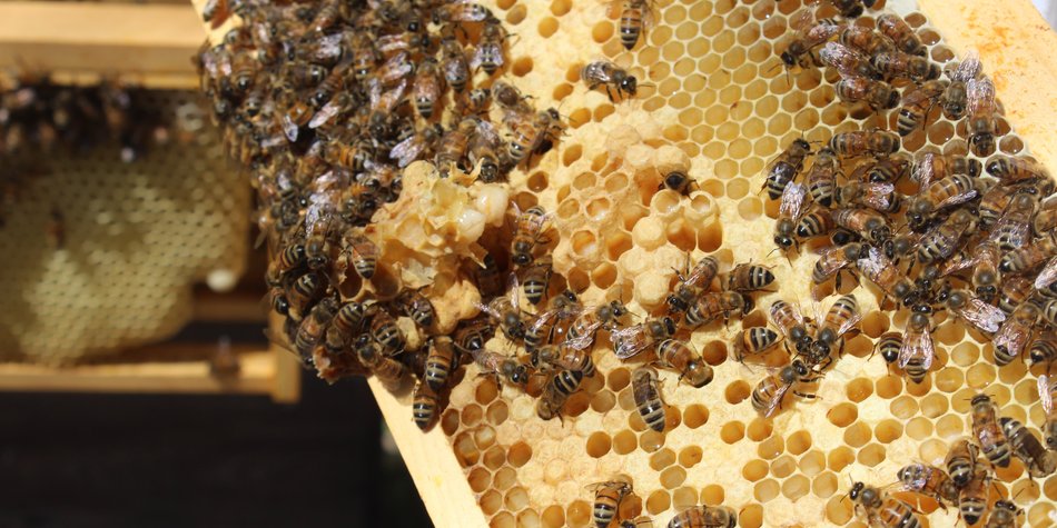 Wo leben Bienen? Da sind Honig- und Wildbienen zuhause