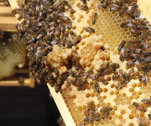 Wo leben Bienen? Da sind Honig- und Wildbienen zuhause