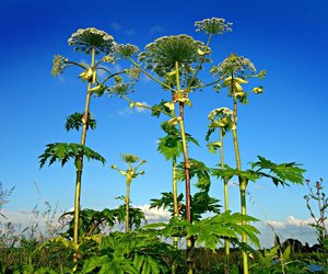 Riesenbärenklau erkennen: Das verrät die giftige Pflanze