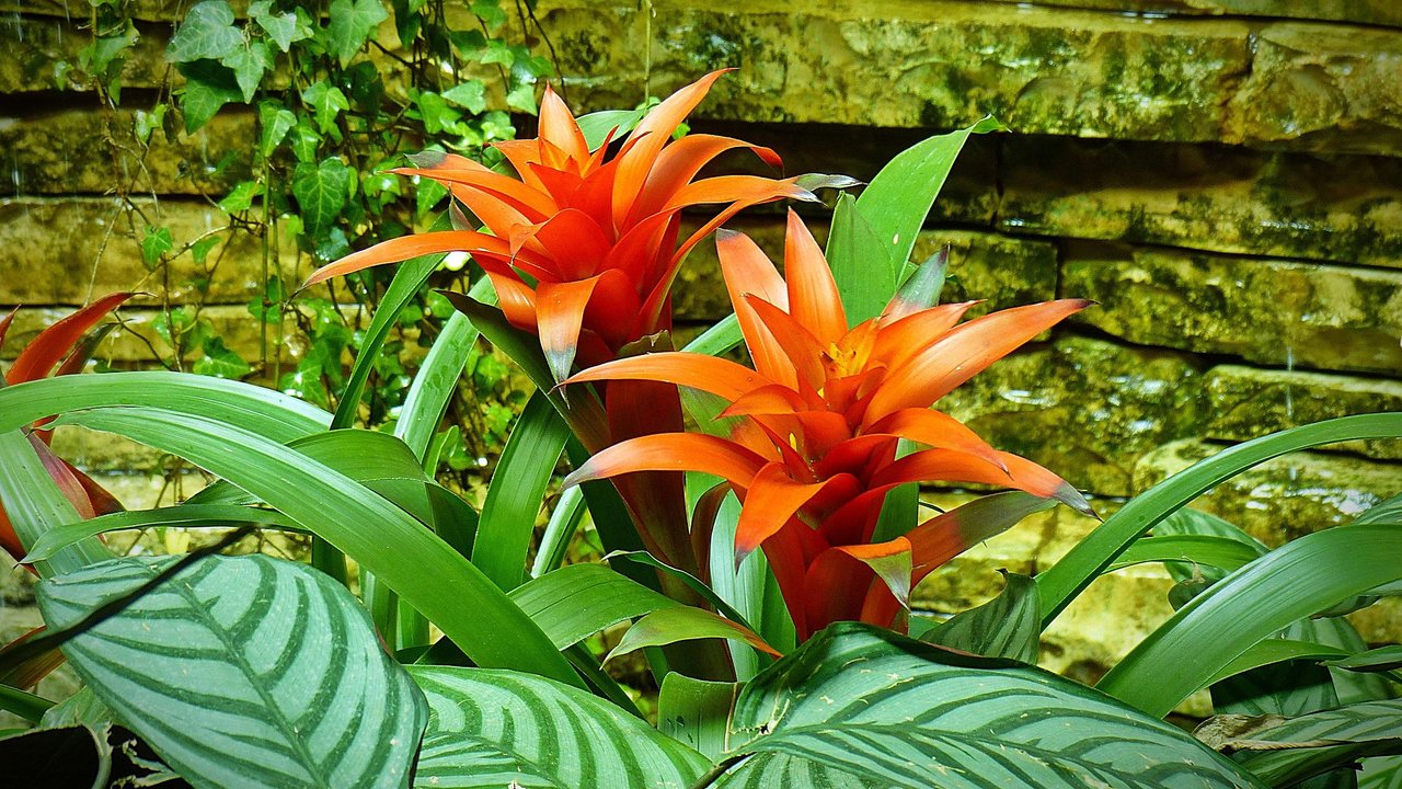 Bromelien gehören zu den weniger bekannten Pflanzen mit B.