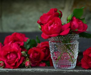 Rosen länger haltbar machen: So bleiben sie frisch
