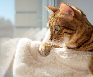 Wie lange dürfen Katzen alleine bleiben?