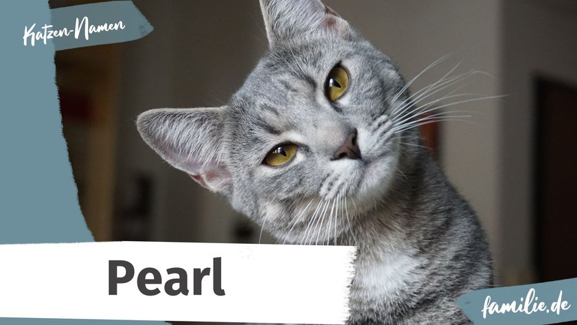 Namen für graue Katzen: Pearl