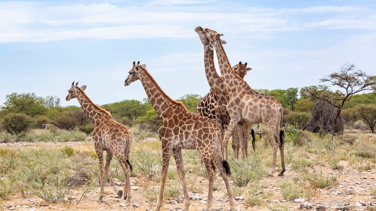 Giraffen verbringen viel Zeit im Stehen.