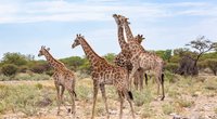 Wie lange schlafen Giraffen? Wir haben die Antwort