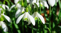 Schneeglöckchen: Sind die Vorboten des Frühlings giftig?
