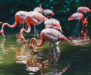 Was fressen Flamingos und wann werden sie rosa?