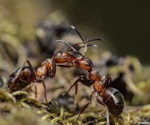 Wie viele Ameisen gibt es auf der Welt?