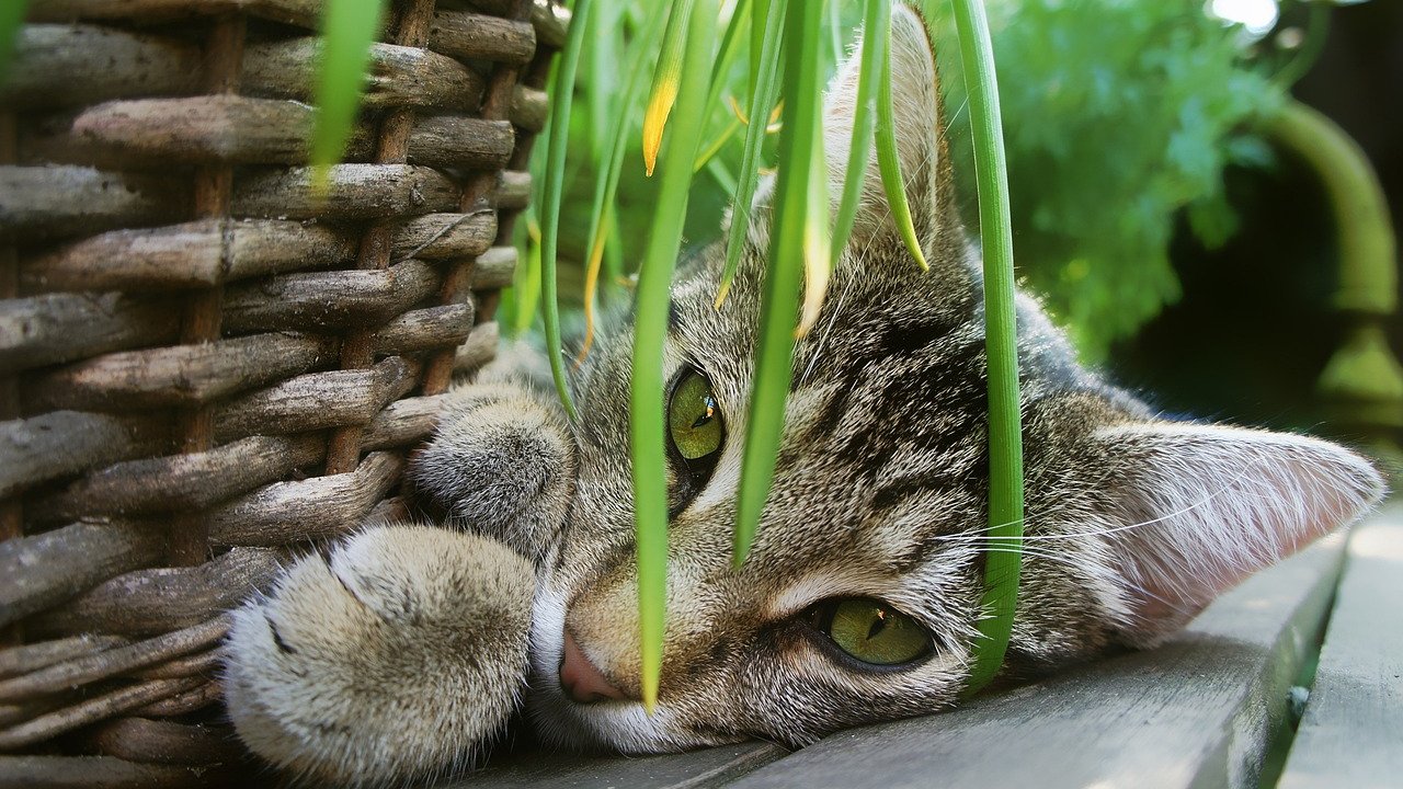 Katzen interessieren sich hin und wieder auch für pflanzliche Nahrung.