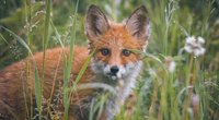 Fuchs als Haustier halten? Keine gute Idee