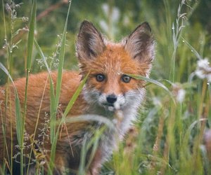 Fuchs als Haustier halten? Keine gute Idee