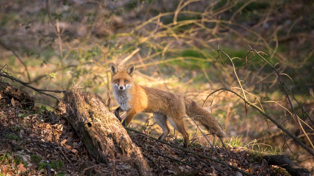 Ein Fuchs streift duch den Wald.