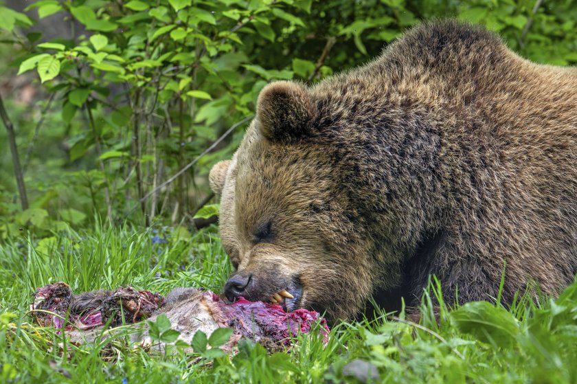 Europäischer Braunbär beim Fressen eines Rehkadavers