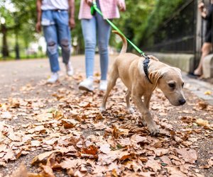 10 niedliche Spiel-Ideen für die Gassi-Runde mit eurem Hund