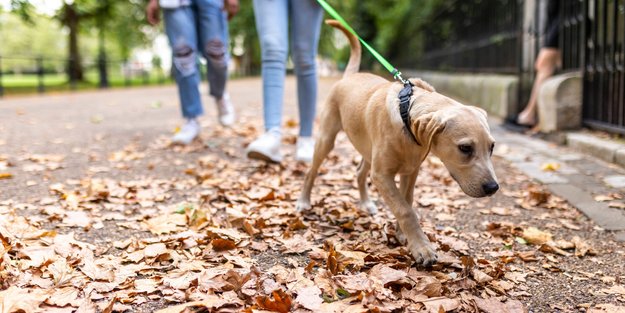 10 niedliche Spiel-Ideen für die Gassi-Runde mit eurem Hund