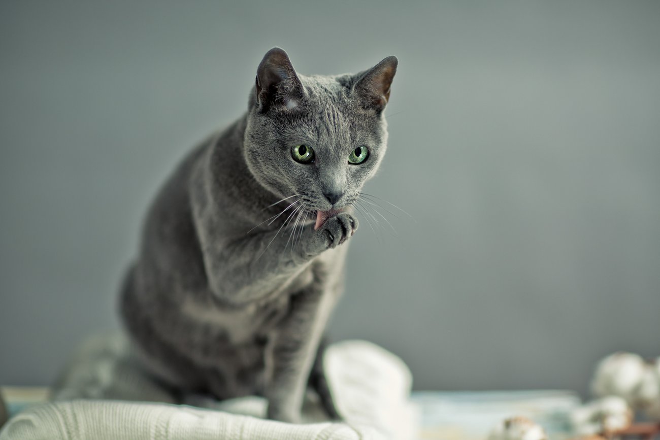 Katzen für Allergiker 7 hypoallergene Katzenrassen