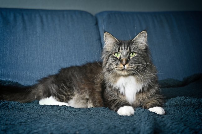 Maine Coons brauchen viel Beschäftigung.