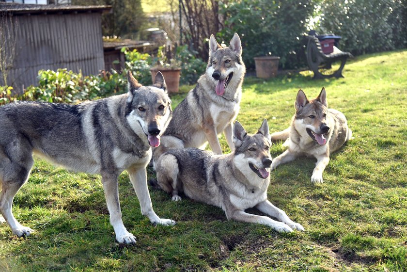 Tschechoslowakische Wolfshunde