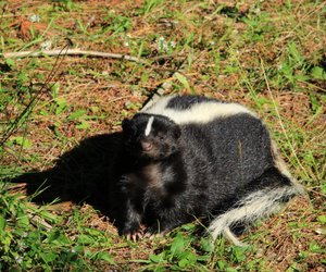 Ein Stinktier als Haustier: Was es dabei zu beachten gibt