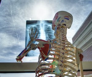 Für Kinder erklärt: Wie viele Knochen hat ein Erwachsener?