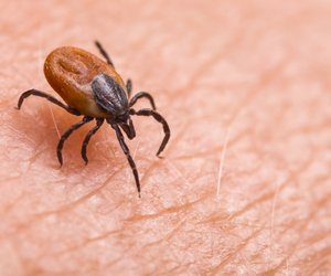 Diese 11 heimischen Insektenarten können gefährlich werden