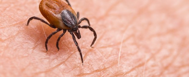 Diese 11 heimischen Insektenarten können gefährlich werden