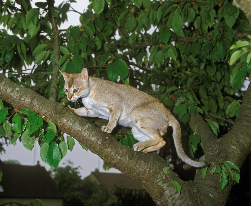 Singapura-Katze auf Baum