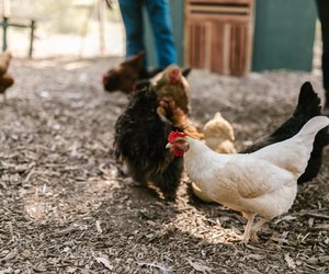 Können Hühner fliegen? Ein Blick auf ihre Flügel verrät es