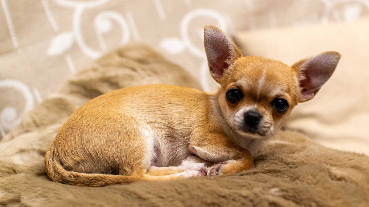 Ein Chihuahua liegt auf einem Kissen.
