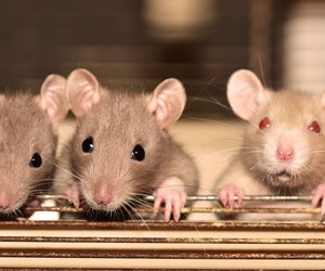 Was fressen Ratten? Davon ernähren sich die Nager