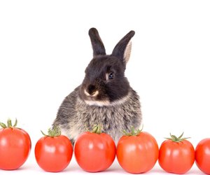 Dürfen Kaninchen Tomaten essen? Darauf solltest du achten