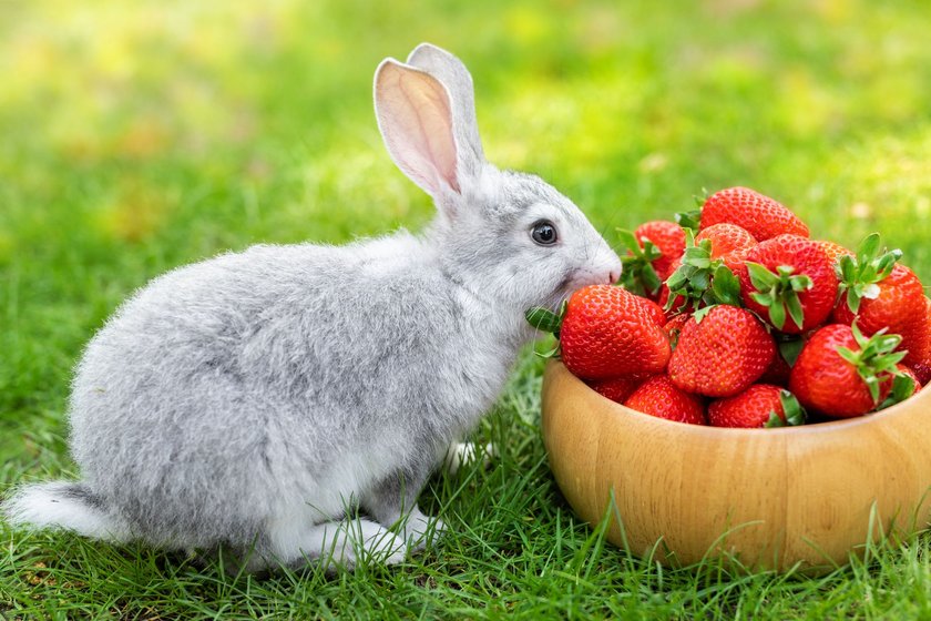 Erdbeeren sind gesund und lecker für Kaninchen.