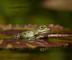 Jetzt wird's spannend: Wie überwintern Frösche?