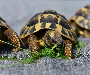 Was fressen Schildkröten? Das ist ihr Speiseplan