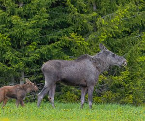 5 erstaunliche Fakten über Elche, die dich überraschen werden!